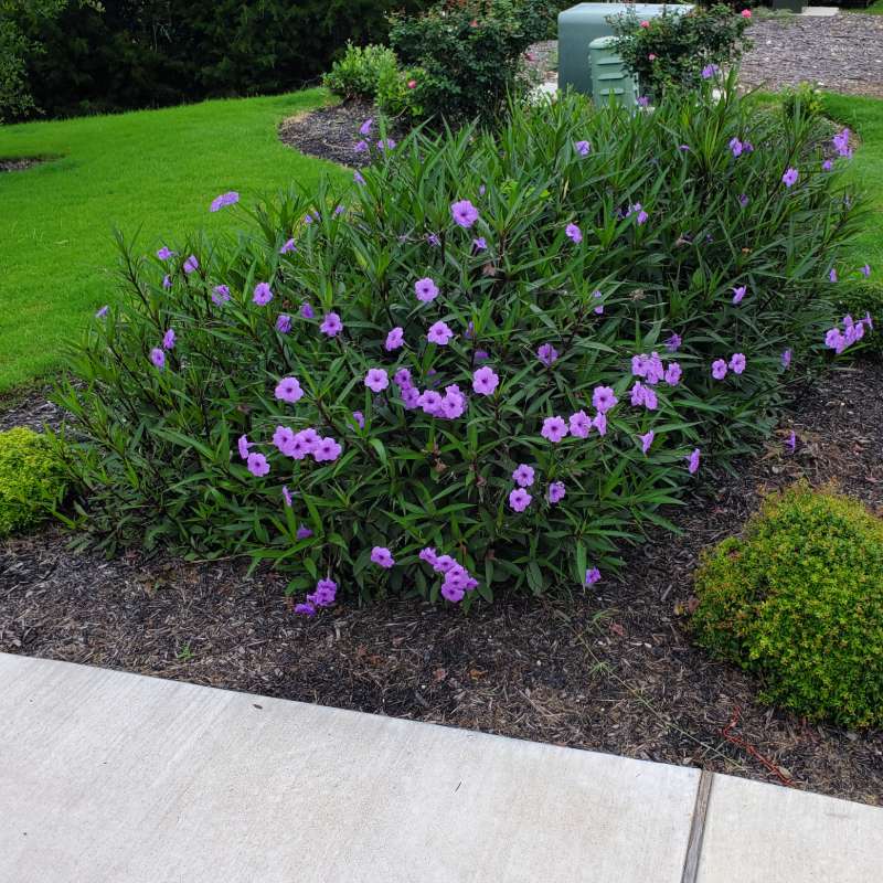 Planting bed with purple flowering salvia