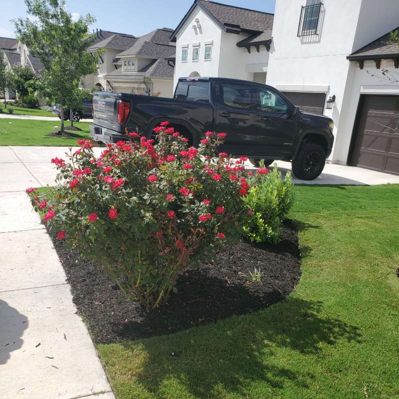 Fresh mulch bed with flowering shrubs along a driveway