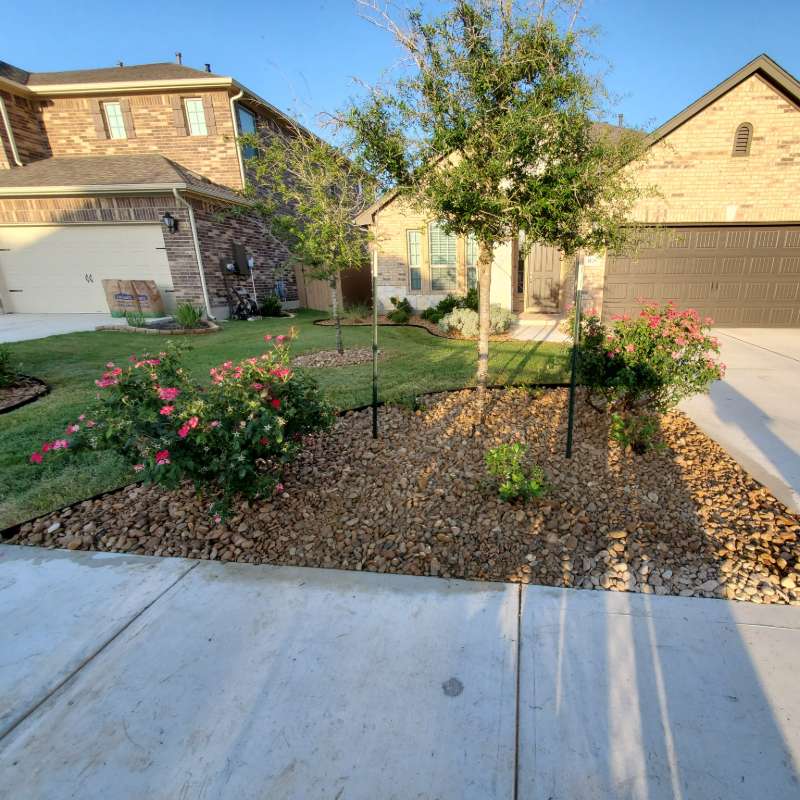 New tree, fresh sod and decomposed granite by a sidewalk